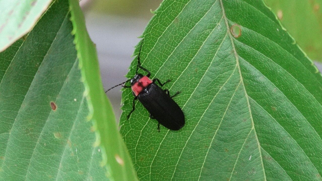 香南市のホタル観察記 土佐料理 旬の鰹がゆく