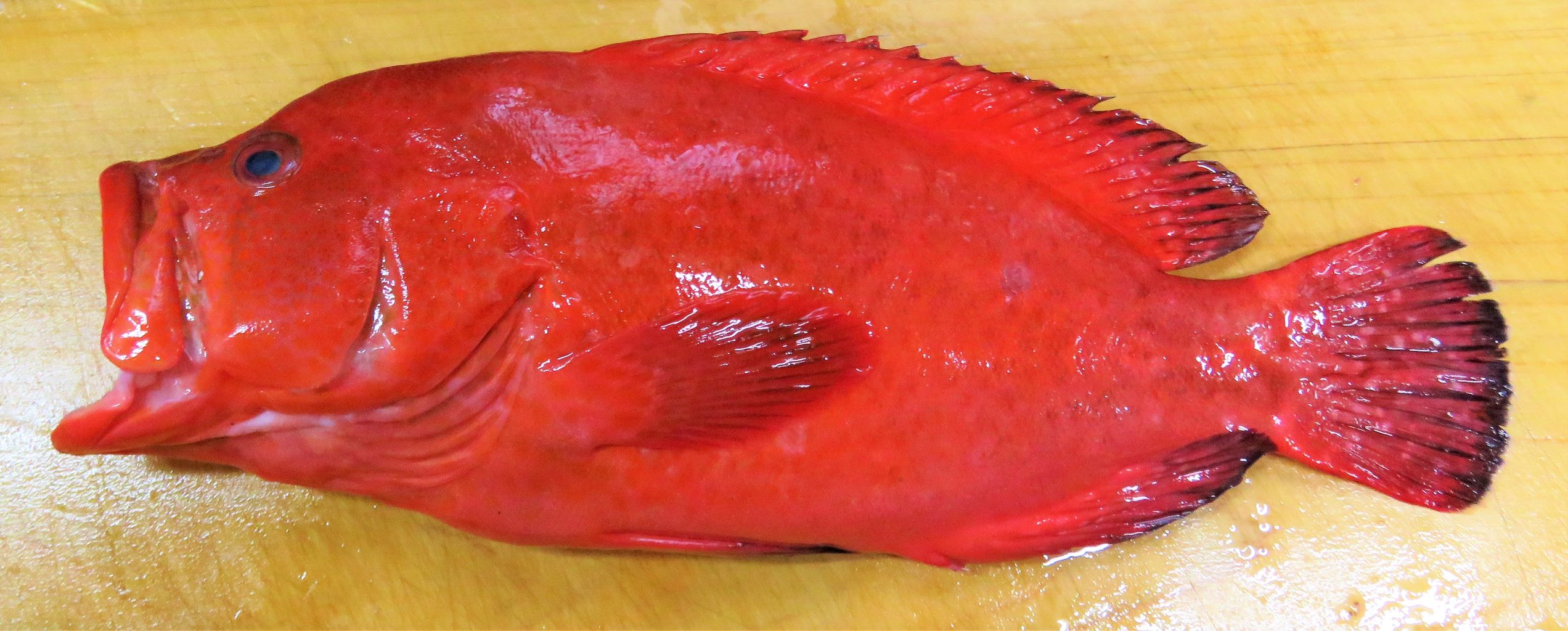 アザハタ 土佐料理 旬の鰹がゆく アザハタ 土佐料理 旬の鰹がゆく