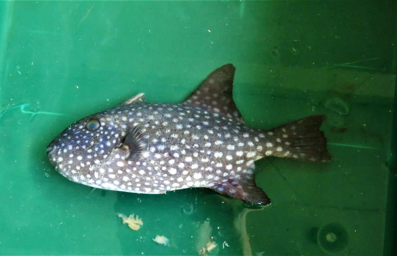 アミモンガラ 網紋殻 土佐料理 旬の鰹がゆく アミモンガラ 網紋殻 土佐料理 旬の鰹がゆく