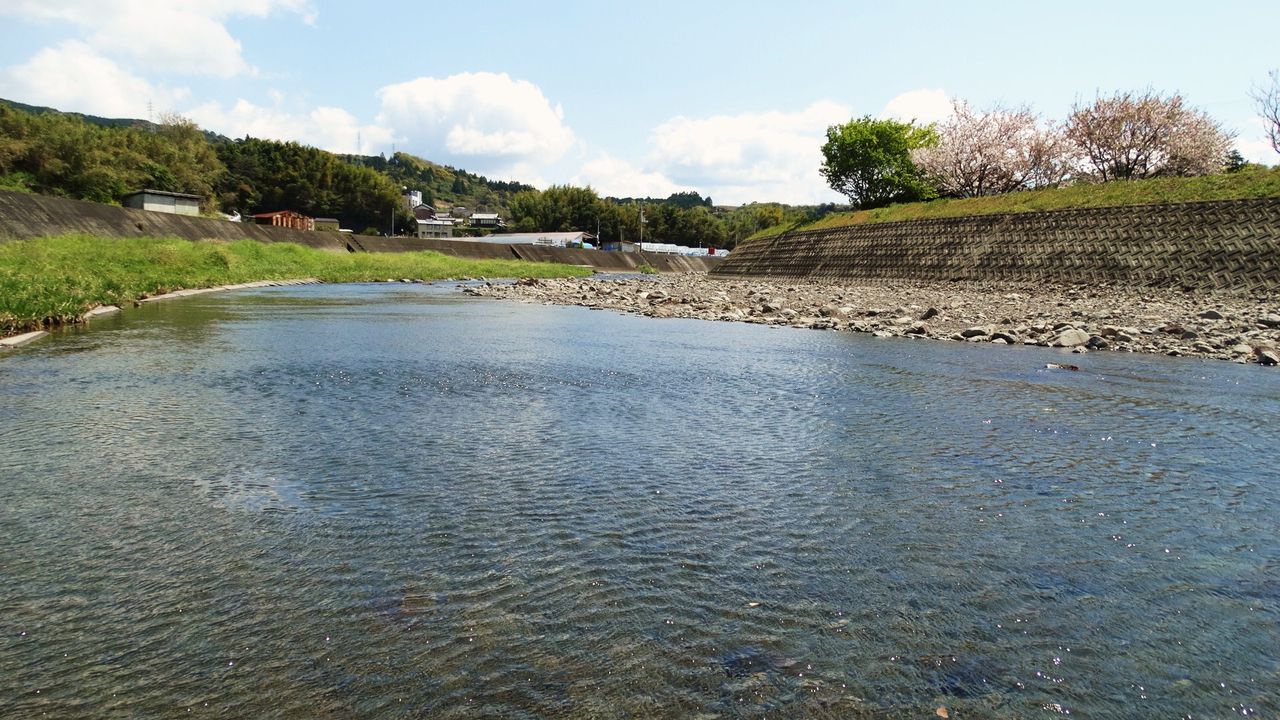 石巻貝 イシマキガイ 土佐料理 旬の鰹がゆく 石巻貝 イシマキガイ 土佐料理 旬の鰹がゆく