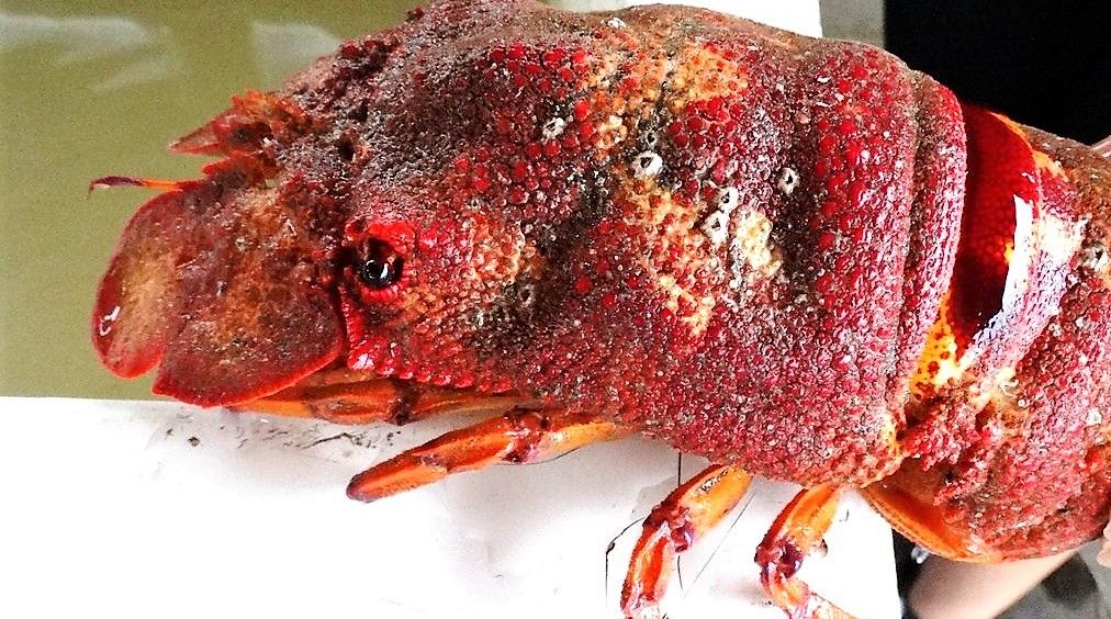高知の美味しいエビ 土佐料理 旬の鰹がゆく