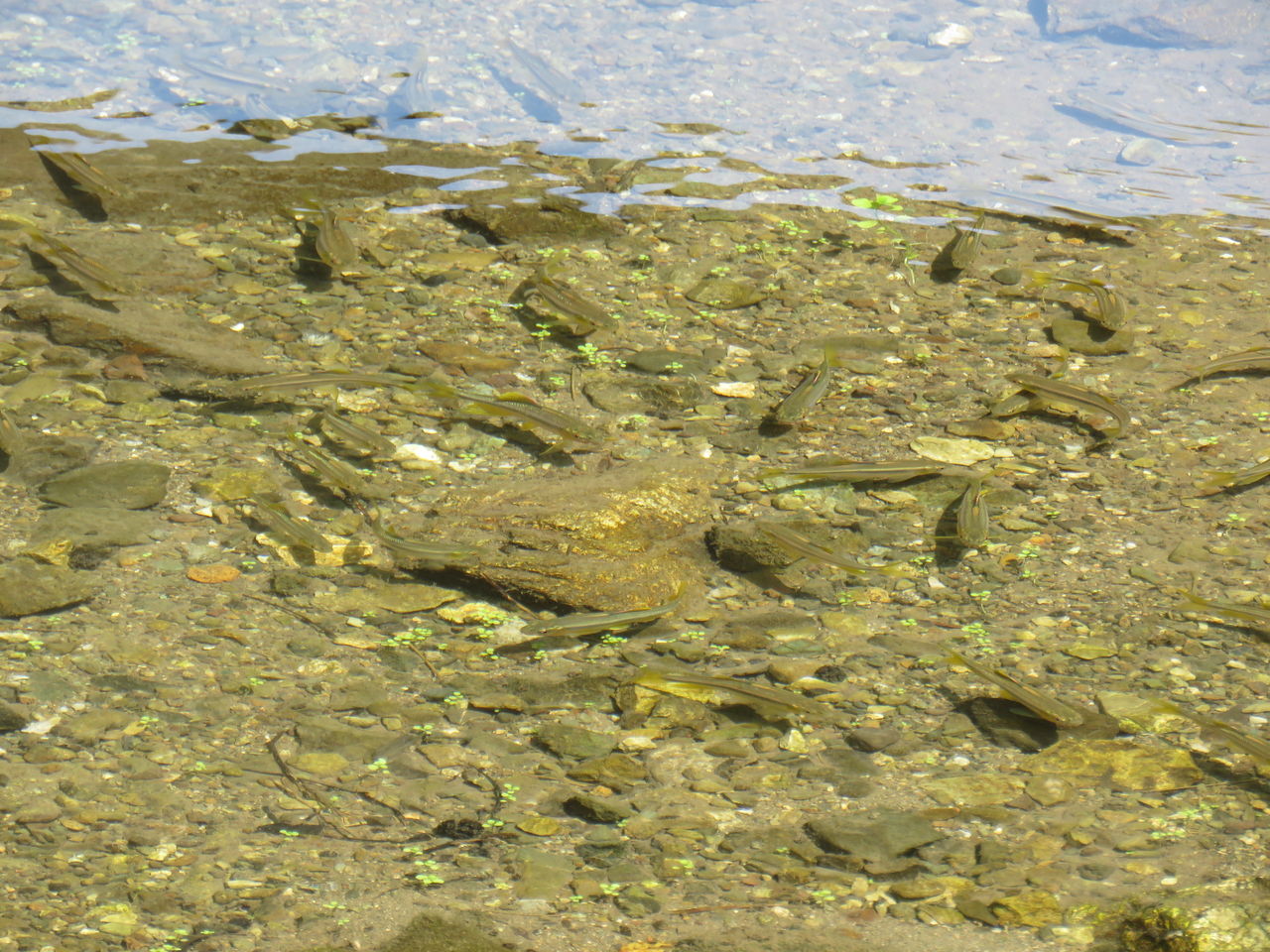 カワムツ婚姻色 土佐料理 旬の鰹がゆく