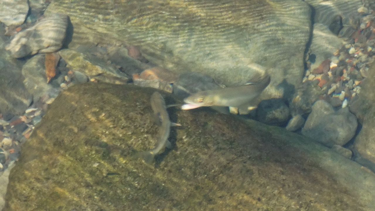 縄張り鮎 土佐料理 旬の鰹がゆく
