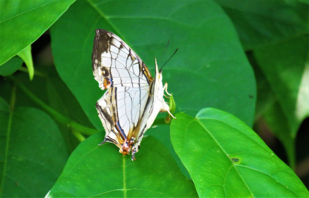 イシガケチョウの産卵 土佐料理 旬の鰹がゆく