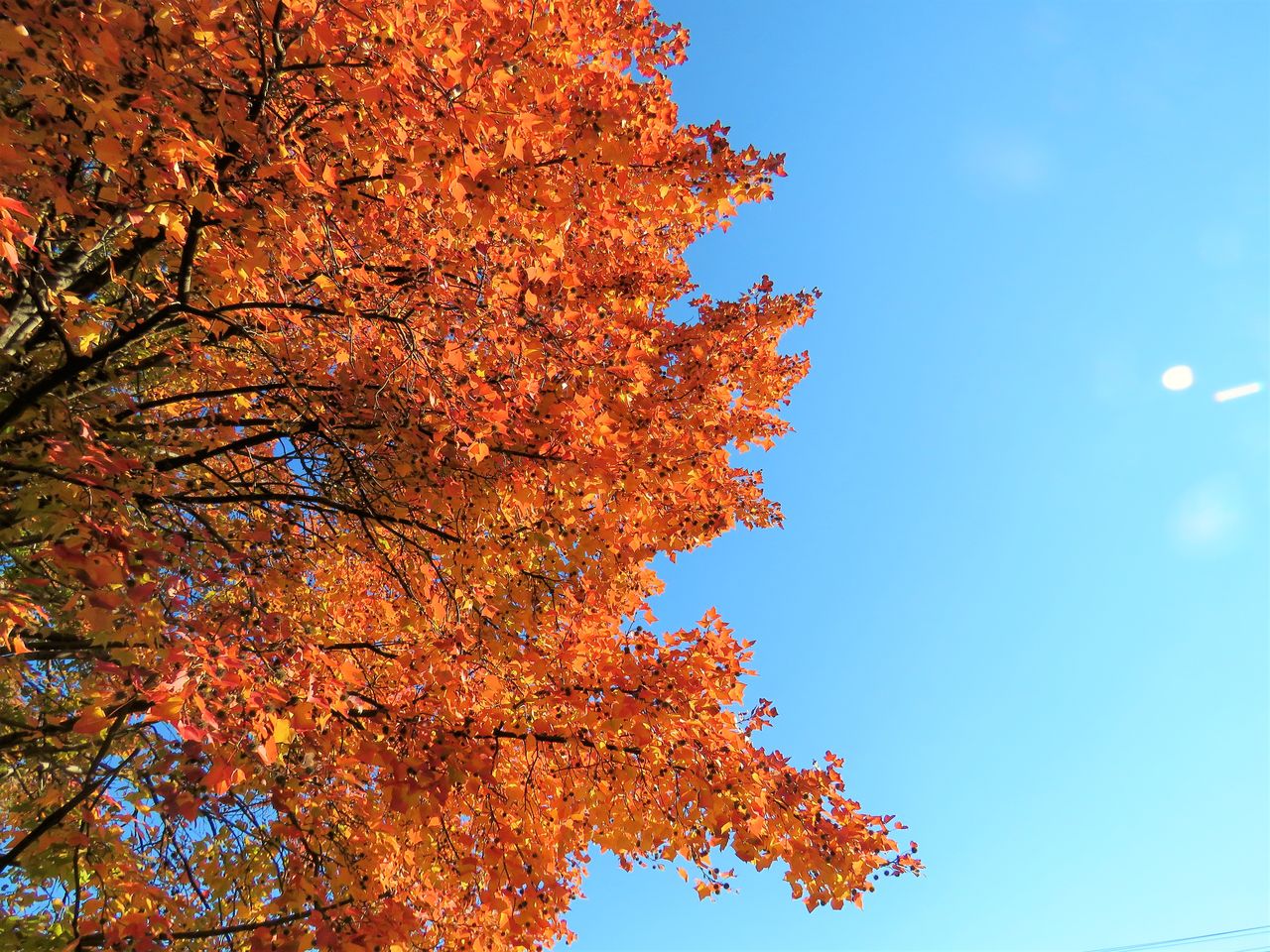 フウの木 土佐料理 旬の鰹がゆく