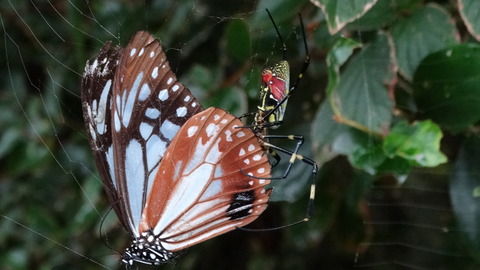 晩秋の食物連鎖 土佐料理 旬の鰹がゆく