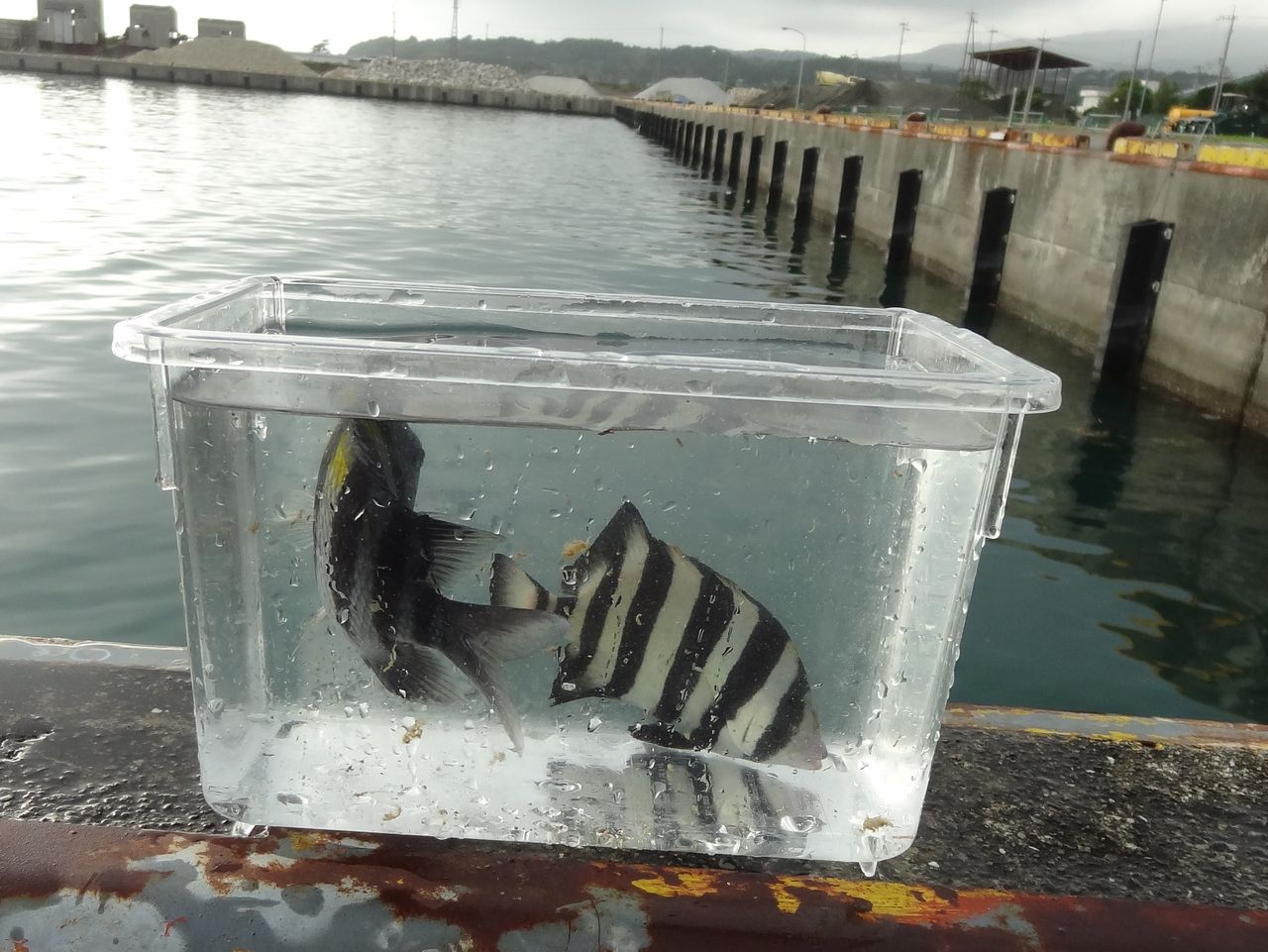 秋の魚 土佐料理 旬の鰹がゆく 秋の魚 土佐料理 旬の鰹がゆく