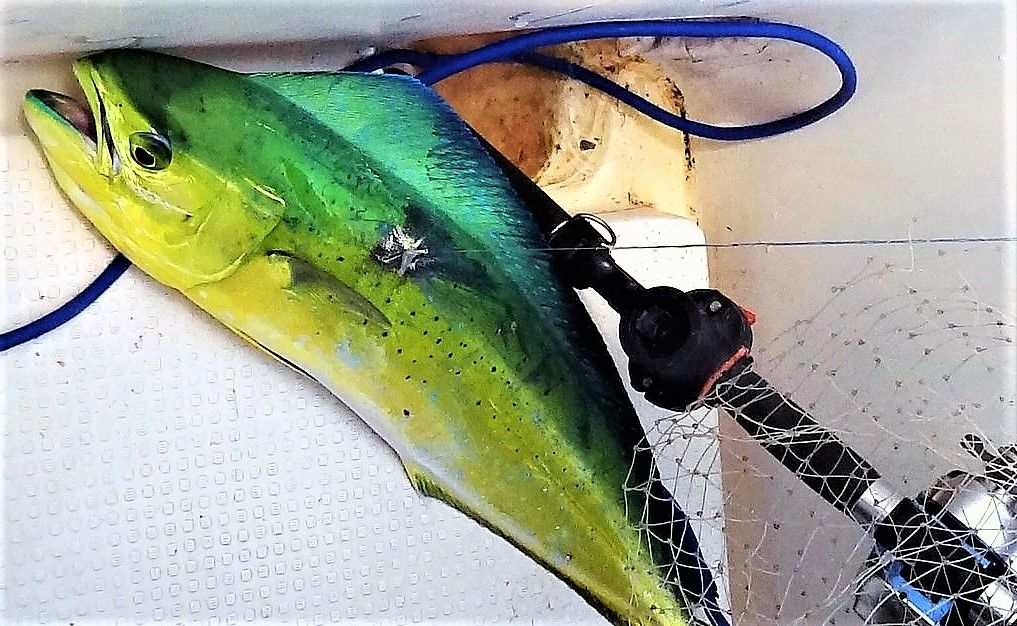 輝く色彩 魚類編 土佐料理 旬の鰹がゆく 輝く色彩 魚類編 土佐料理 旬の鰹がゆく