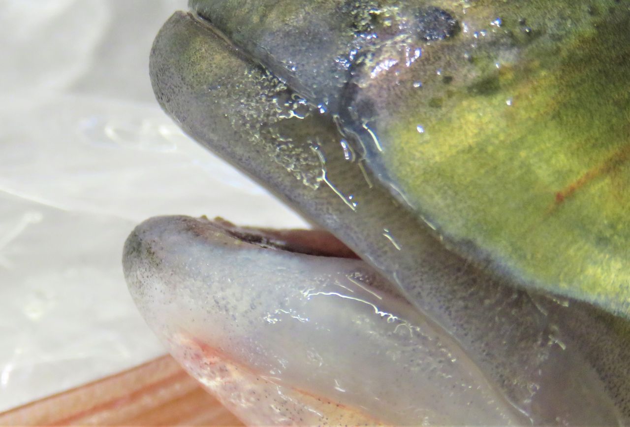 シマアジ 土佐料理 旬の鰹がゆく