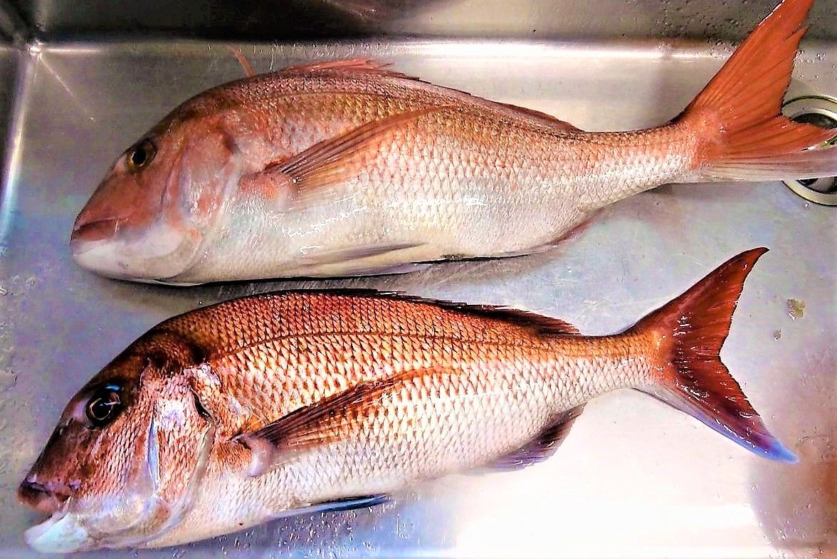 晩秋マダイを刺身でいただく 土佐料理 旬の鰹がゆく