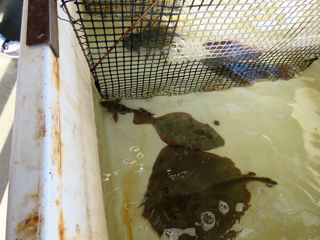 ケブカイセエビ 土佐料理 旬の鰹がゆく