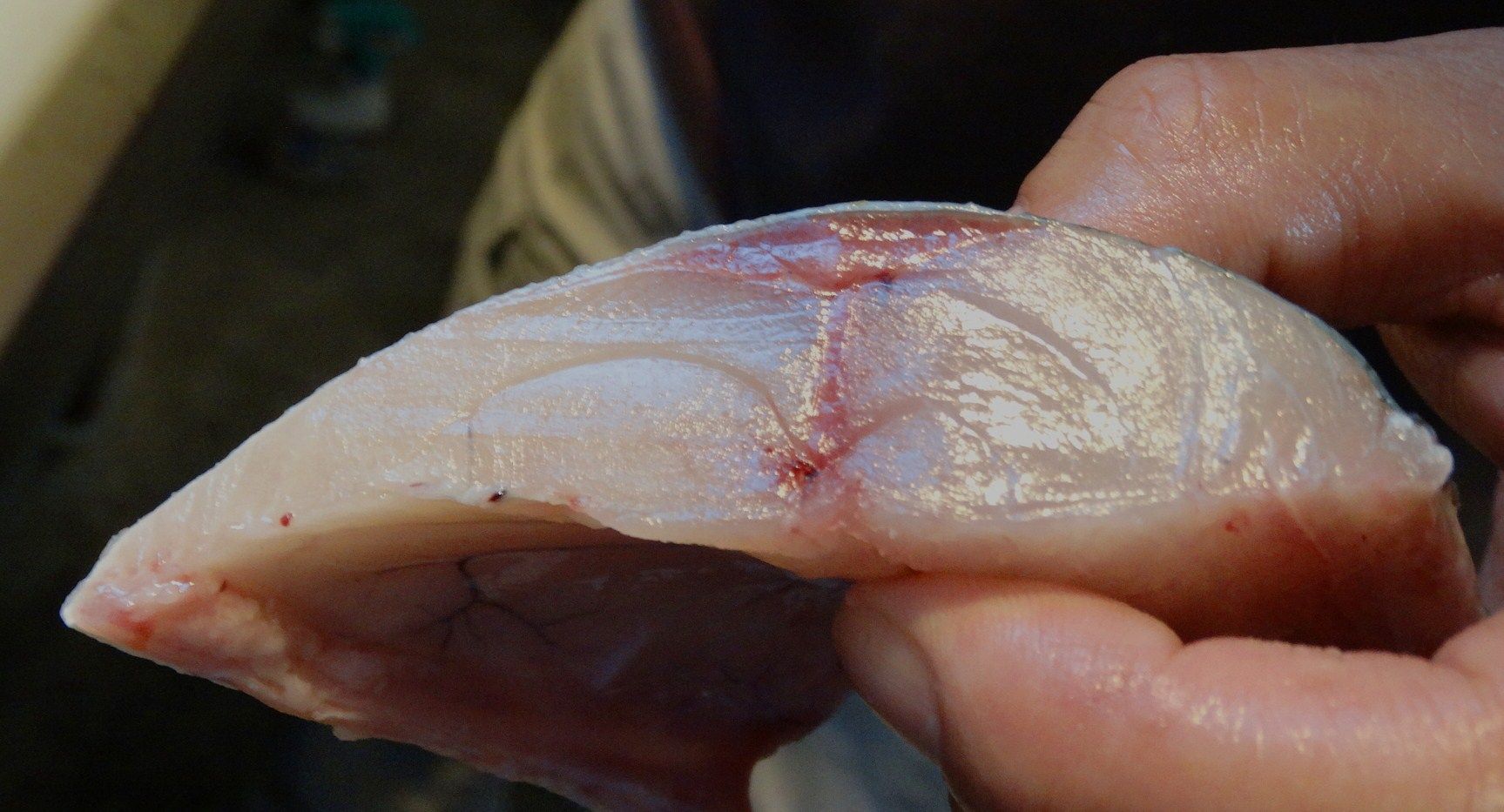 セイメイは何故美味しいのか 土佐料理 旬の鰹がゆく