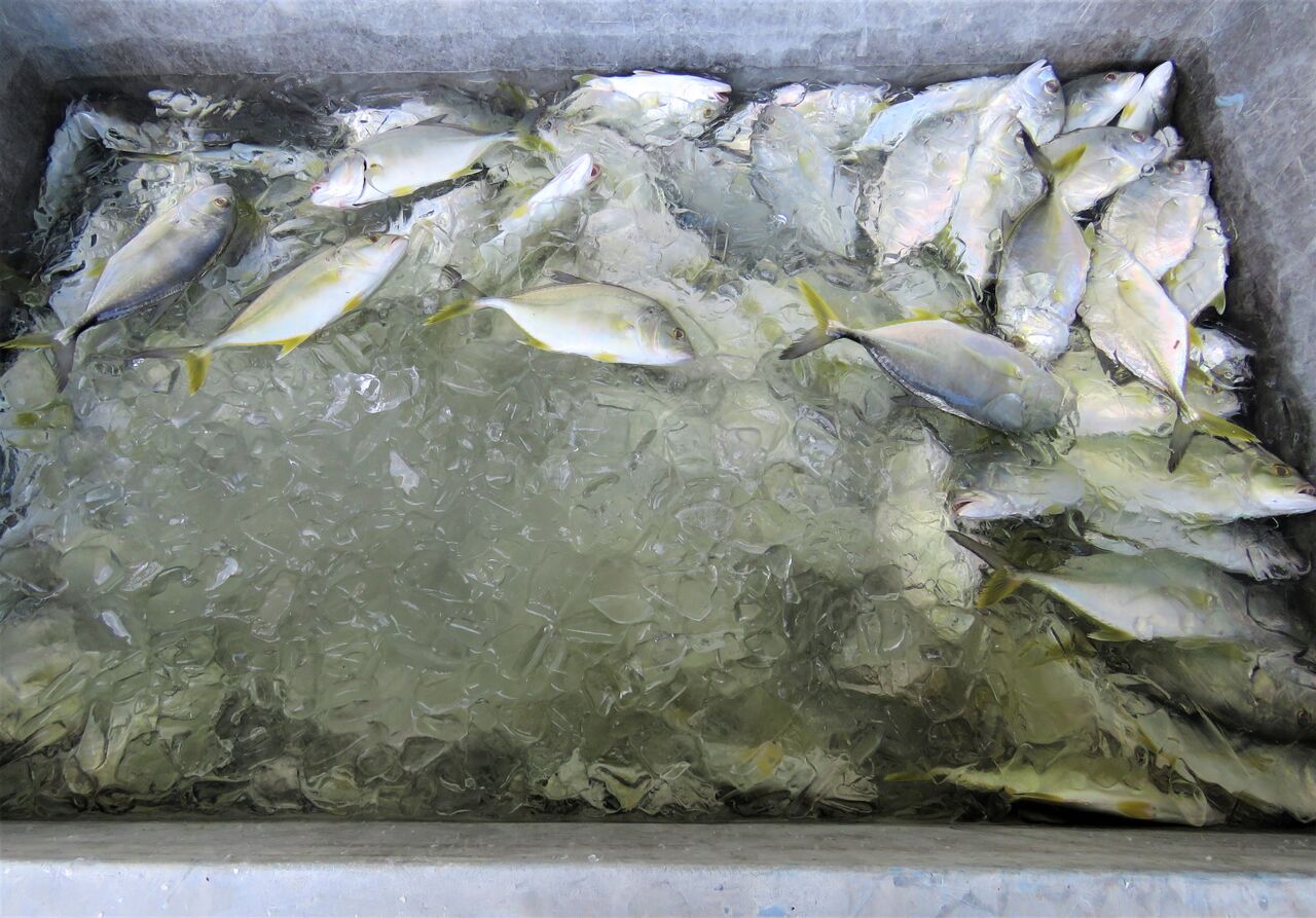ナンヨウカイワリ 土佐料理 旬の鰹がゆく ナンヨウカイワリ 土佐料理 旬の鰹がゆく