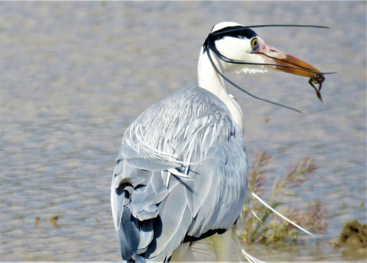実はこんなにも美しかった身近な水鳥 土佐料理 旬の鰹がゆく