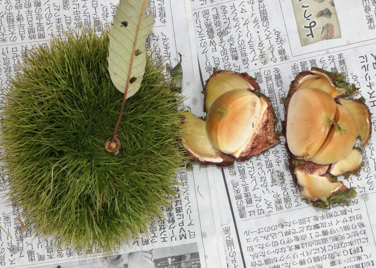 日本一早い栗拾い⁈ : 土佐料理 旬の鰹がゆく!