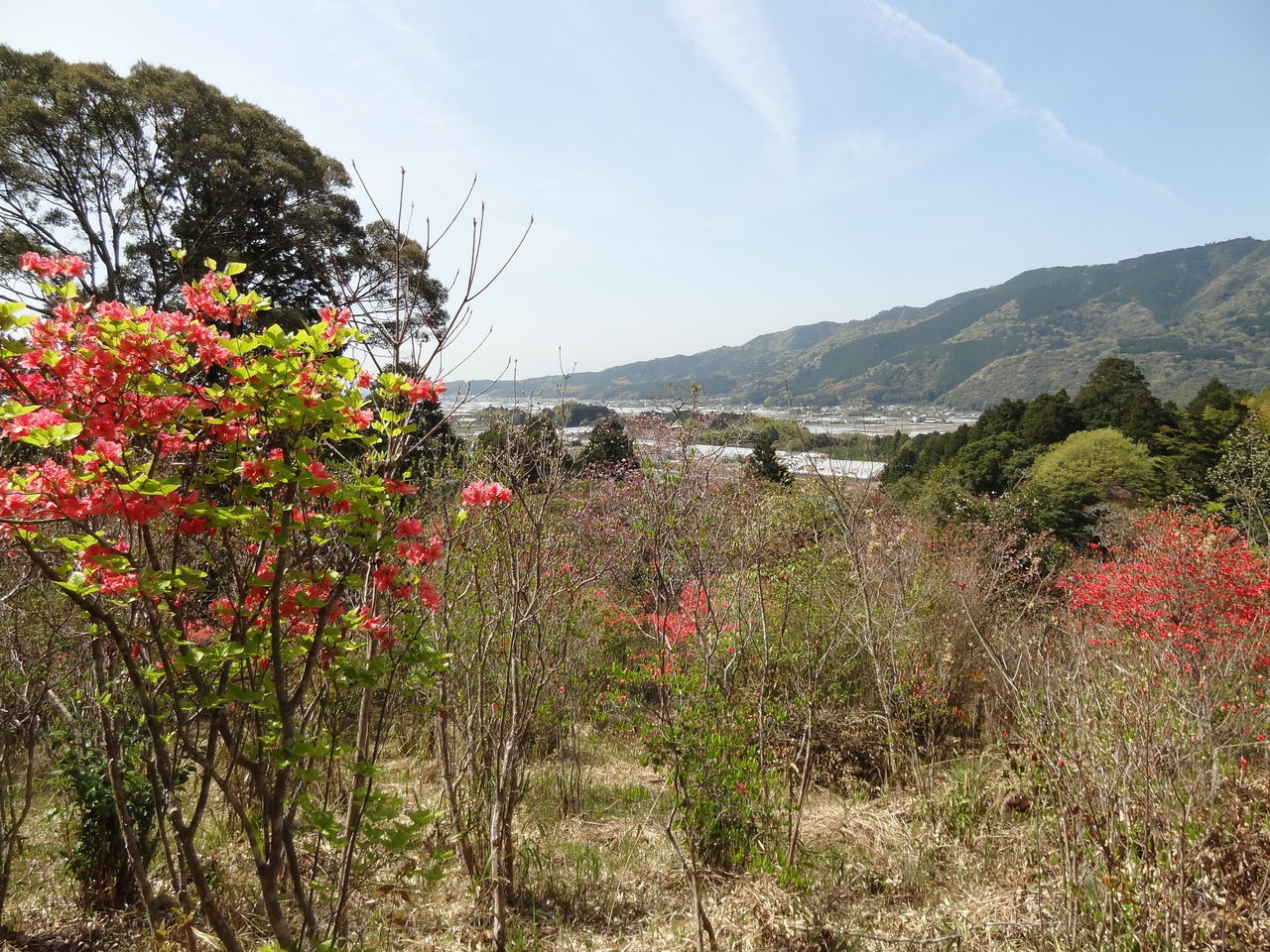 春の内原野公園 土佐料理 旬の鰹がゆく
