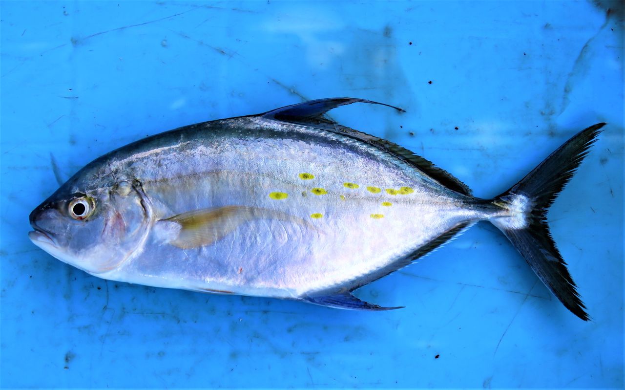 ナンヨウカイワリ 土佐料理 旬の鰹がゆく ナンヨウカイワリ 土佐料理 旬の鰹がゆく