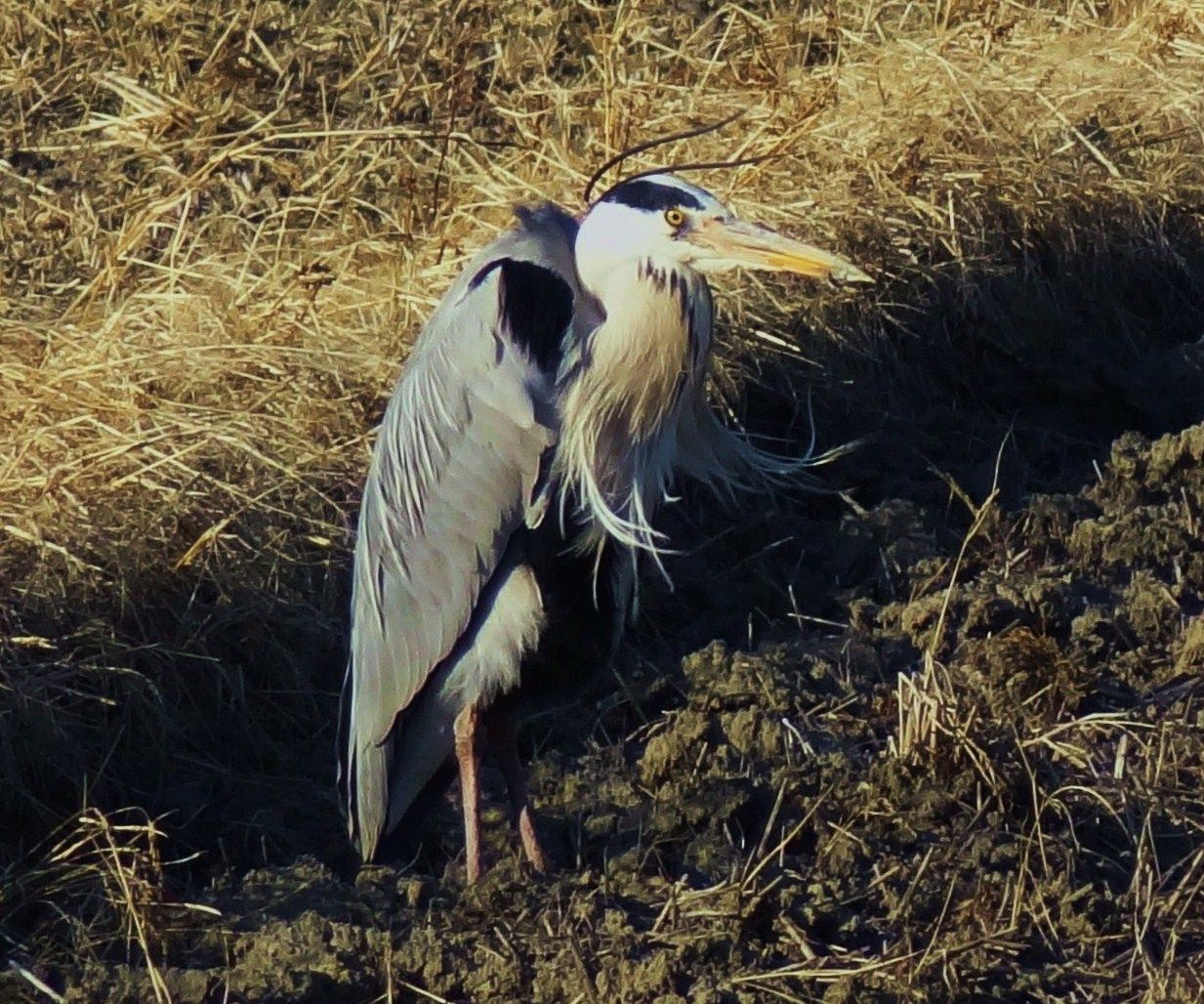 鷺 土佐料理 旬の鰹がゆく