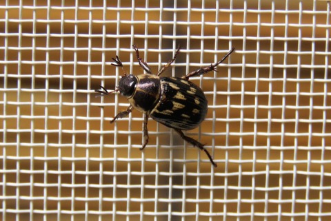 セマダラコガネ