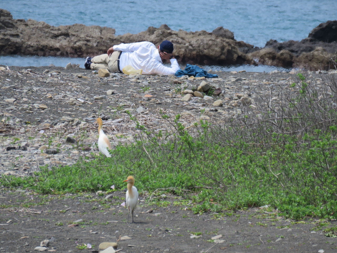 アマサギとクロサギ 土佐料理 旬の鰹がゆく