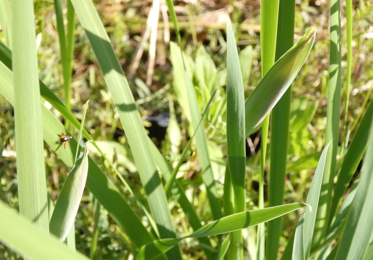 アヤモクメキリガ幼虫 土佐料理 旬の鰹がゆく アヤモクメキリガ幼虫 土佐料理 旬の鰹がゆく