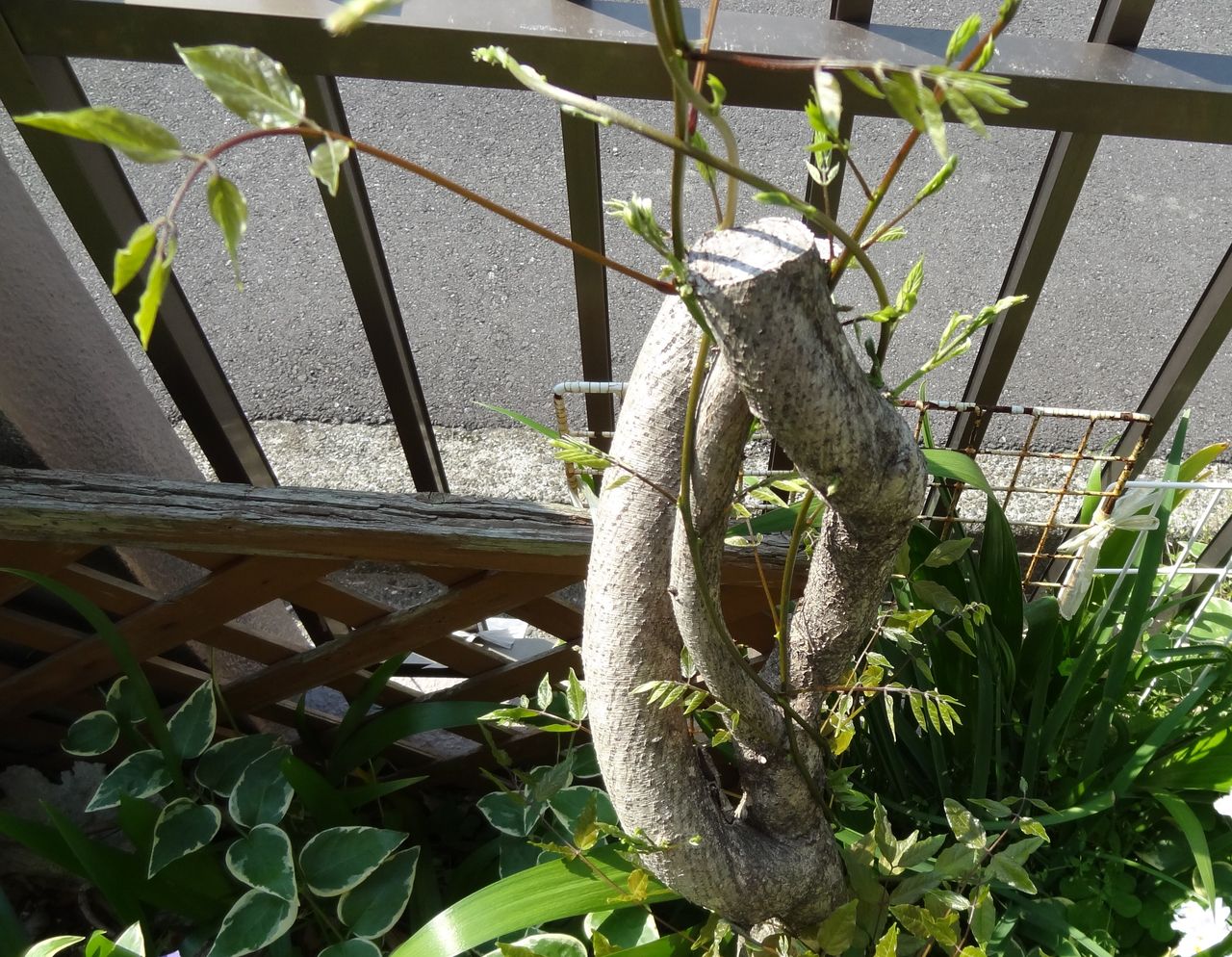 蘖 ひこばえ 土佐料理 旬の鰹がゆく