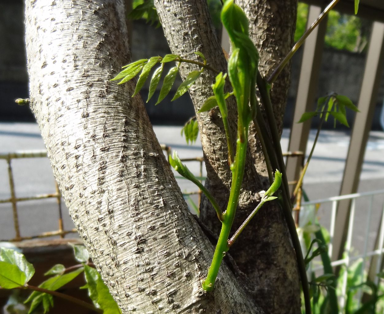 蘖 ひこばえ 土佐料理 旬の鰹がゆく