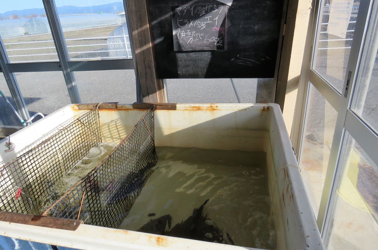 ケブカイセエビ 土佐料理 旬の鰹がゆく