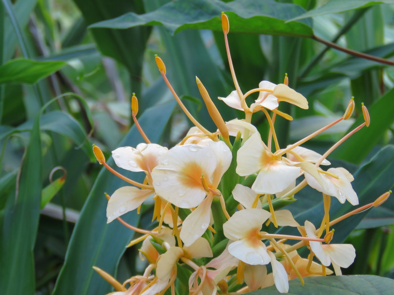 ジンジャーの花と生姜の花 土佐料理 旬の鰹がゆく