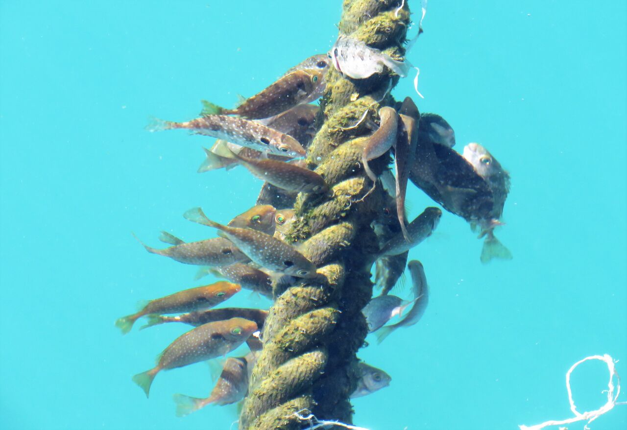 高知の釣り 土佐料理 旬の鰹がゆく