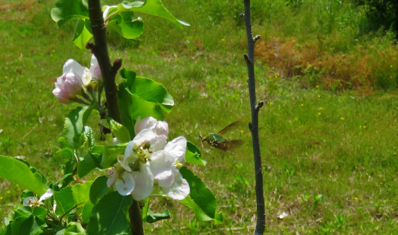 里山に咲く花樹で感じる季節感 土佐料理 旬の鰹がゆく