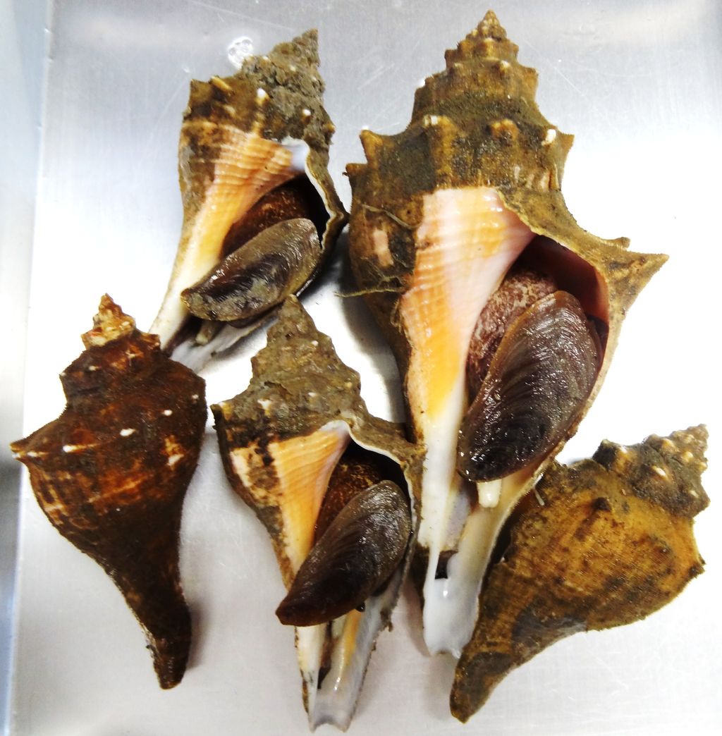 巻貝 の 種類 図鑑