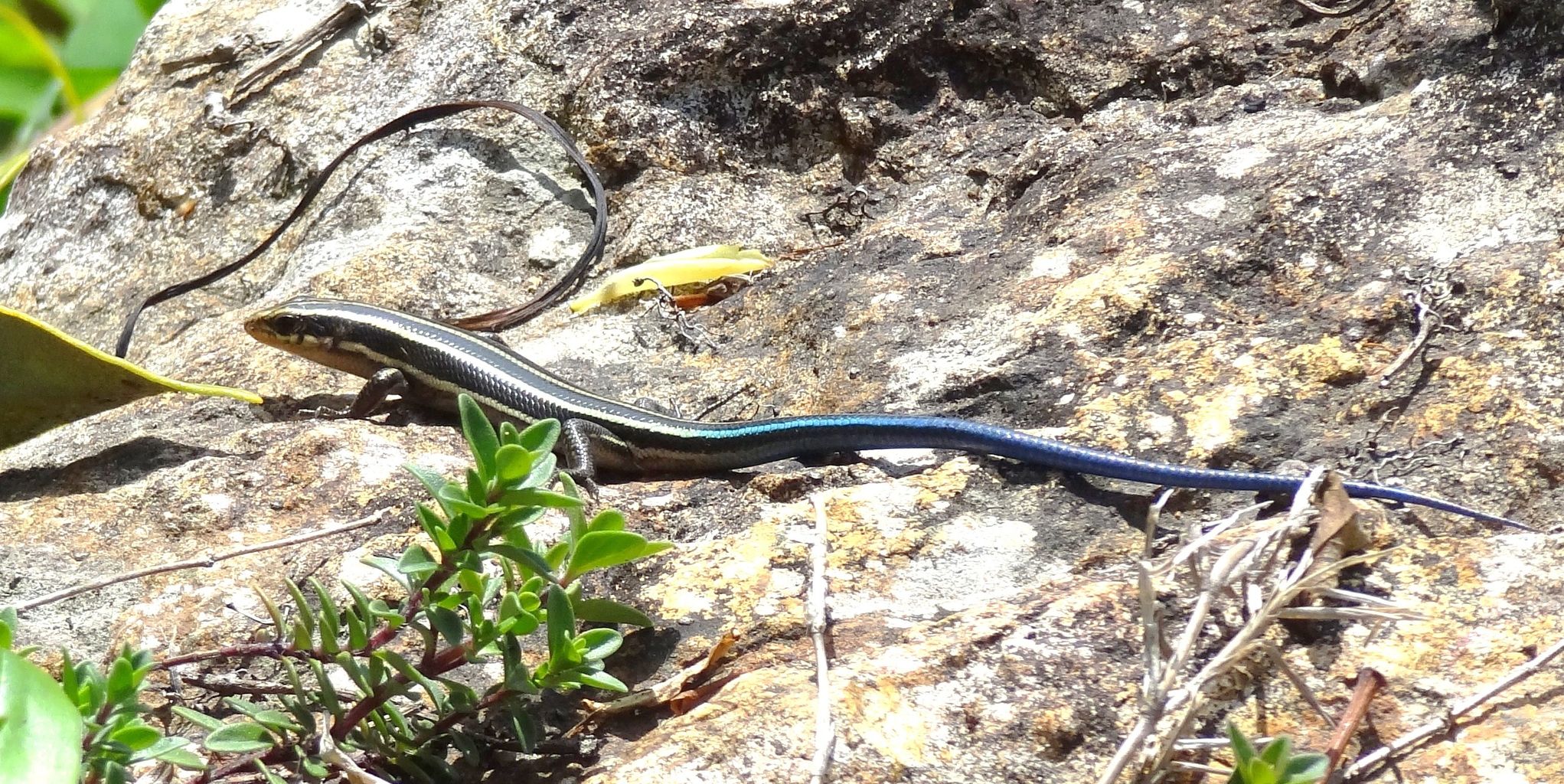 謎の蜥蜴 トカゲ 土佐料理 旬の鰹がゆく