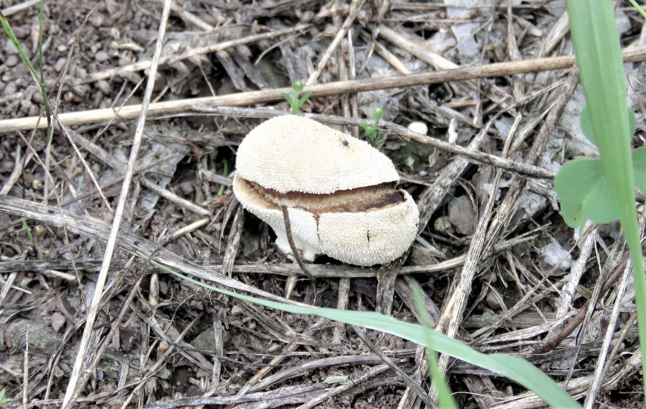 球体茸オニフスベ 土佐料理 旬の鰹がゆく 球体茸オニフスベ 土佐料理 旬の鰹がゆく