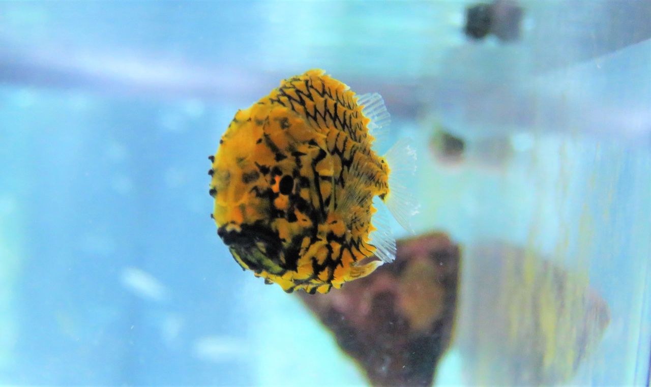 高知の珍魚 土佐料理 旬の鰹がゆく 高知の珍魚 土佐料理 旬の鰹がゆく