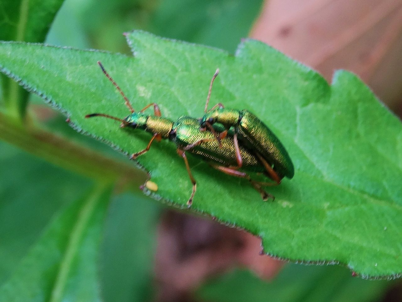 ハムシダマシとケブカトゲアシヒゲボソゾウムシ : 土佐料理 旬の鰹がゆく！