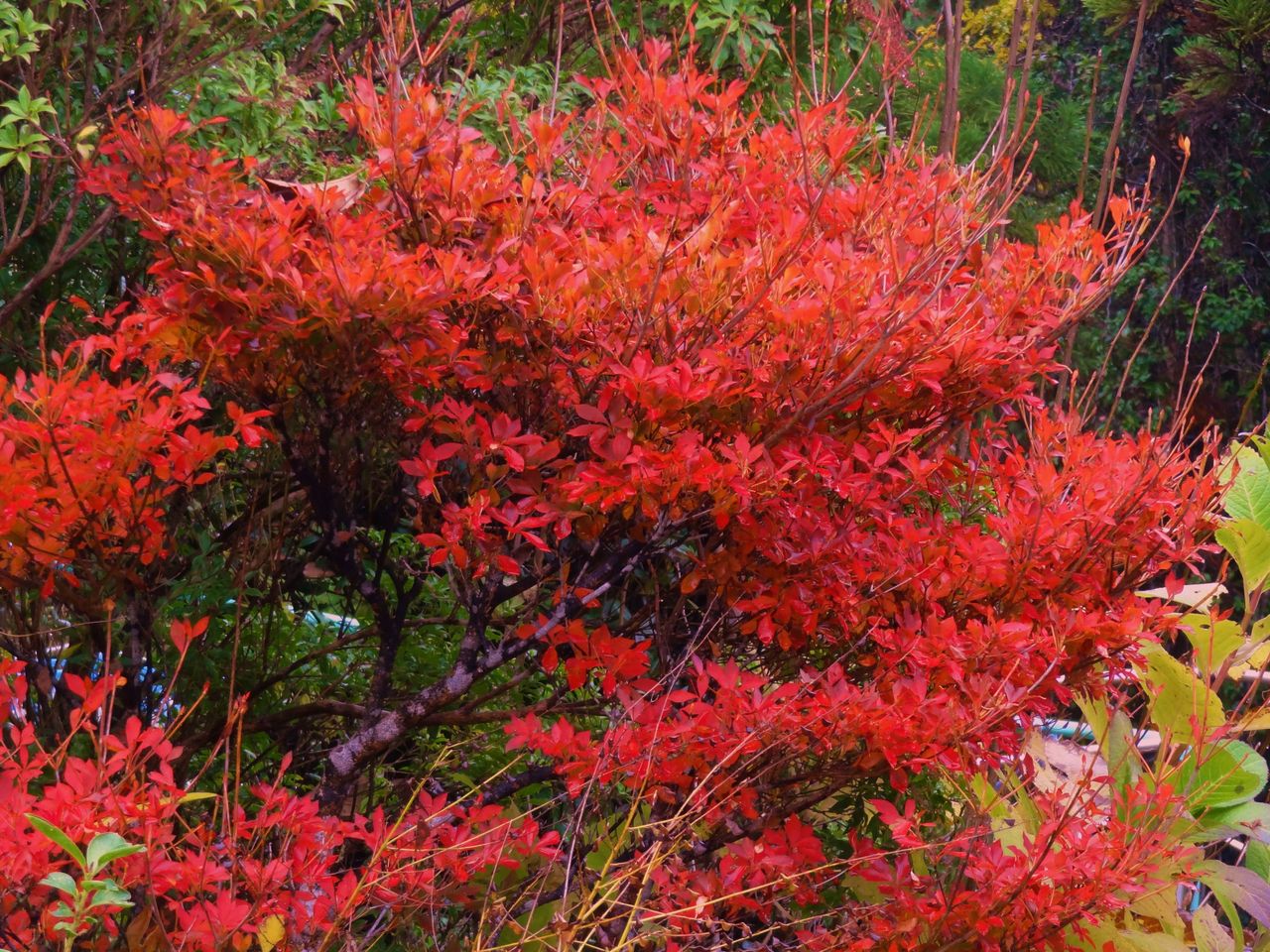 紅葉樹木 土佐料理 旬の鰹がゆく 紅葉樹木 土佐料理 旬の鰹がゆく