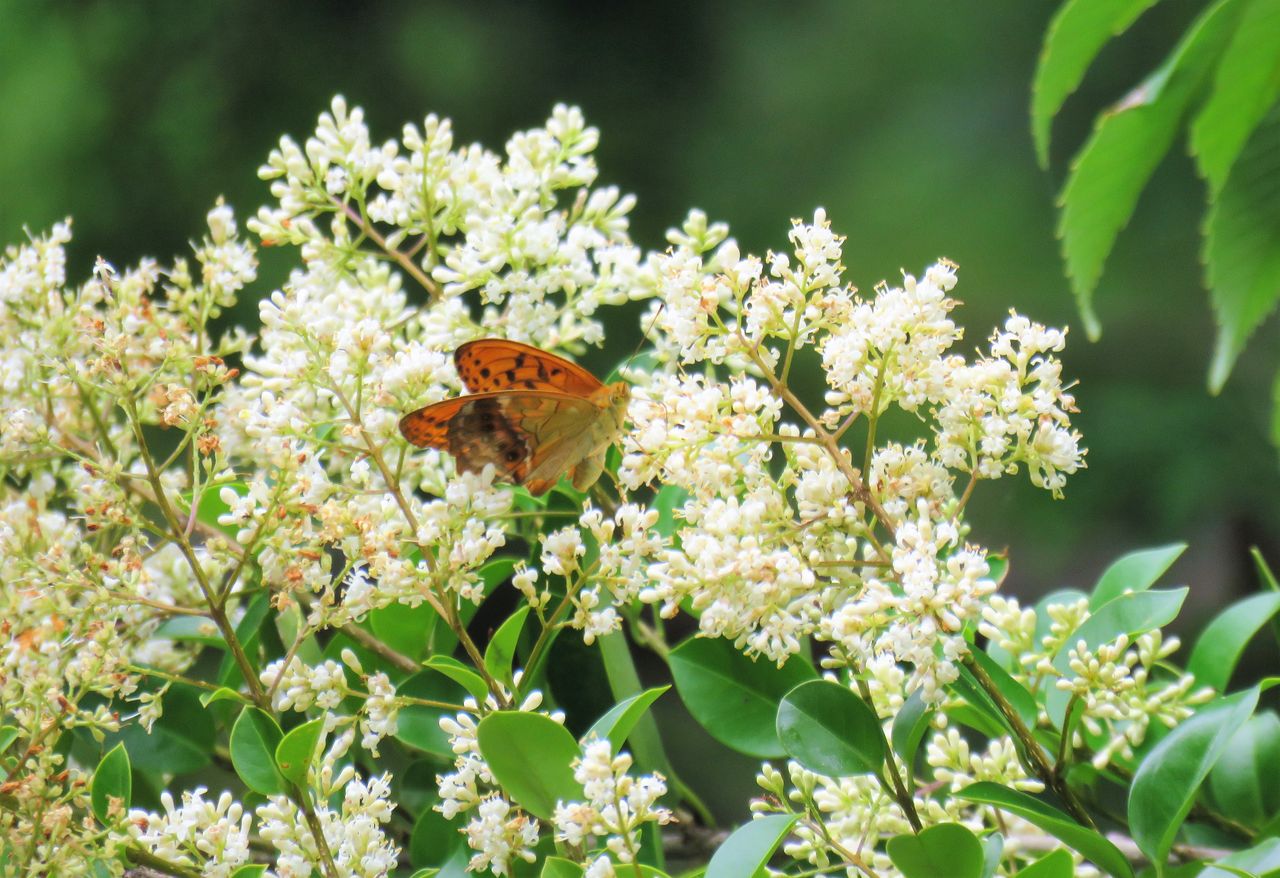 キイロトラカミキリ 土佐料理 旬の鰹がゆく