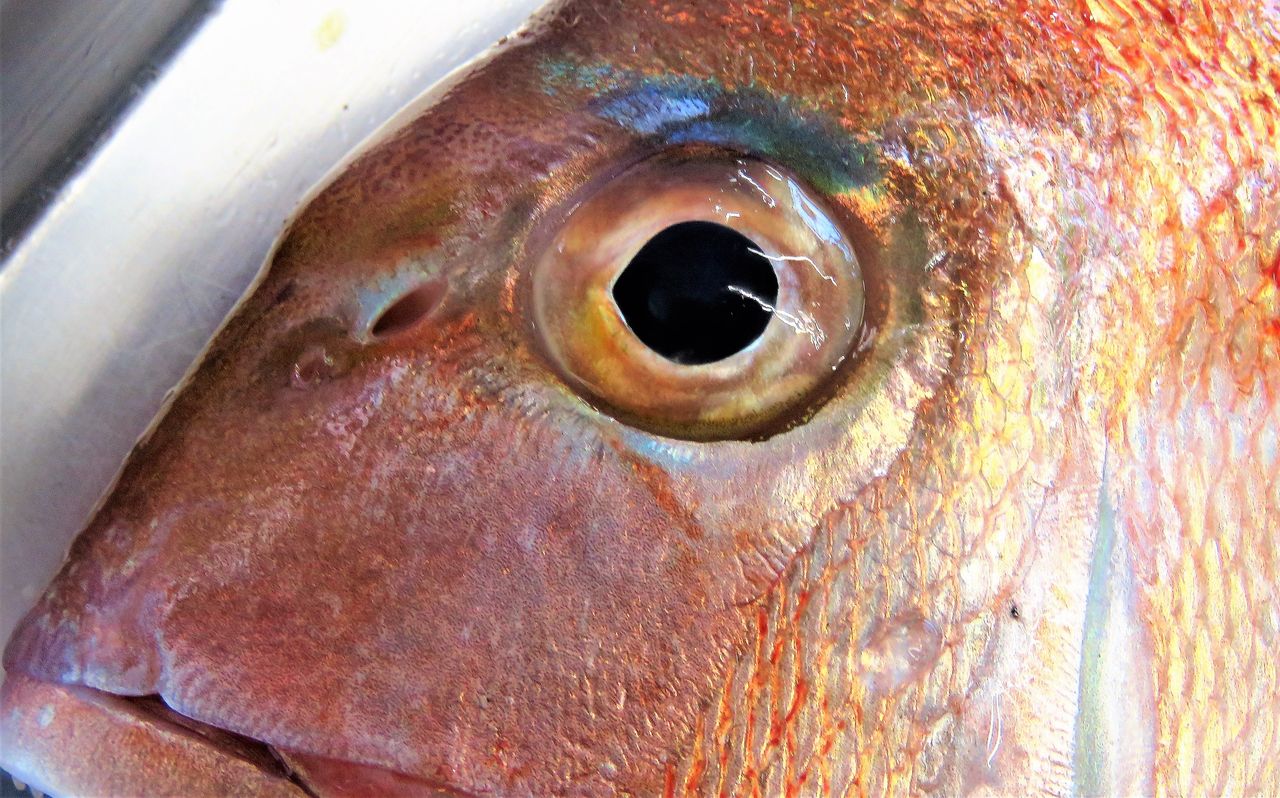 目鼻立ち マダイ編 土佐料理 旬の鰹がゆく 目鼻立ち マダイ編 土佐料理 旬の鰹がゆく
