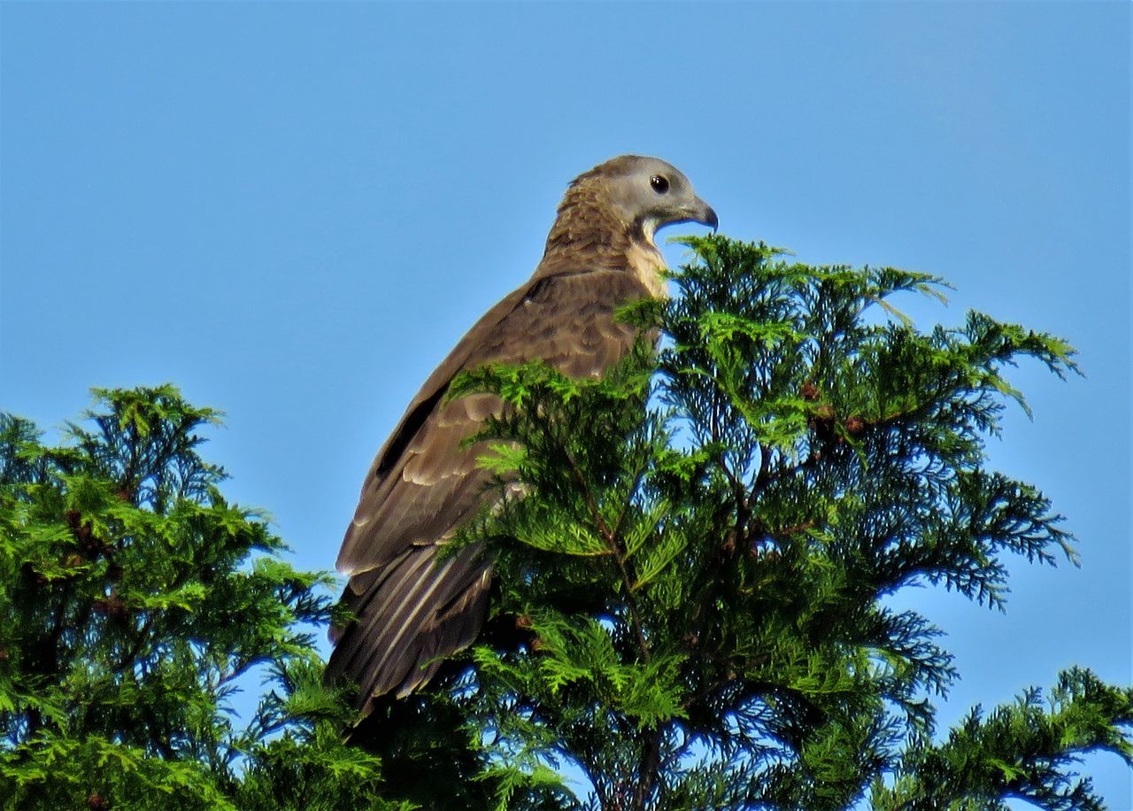 龍河洞の駐車場に飛来した蜂熊 ハチクマ 土佐料理 旬の鰹がゆく