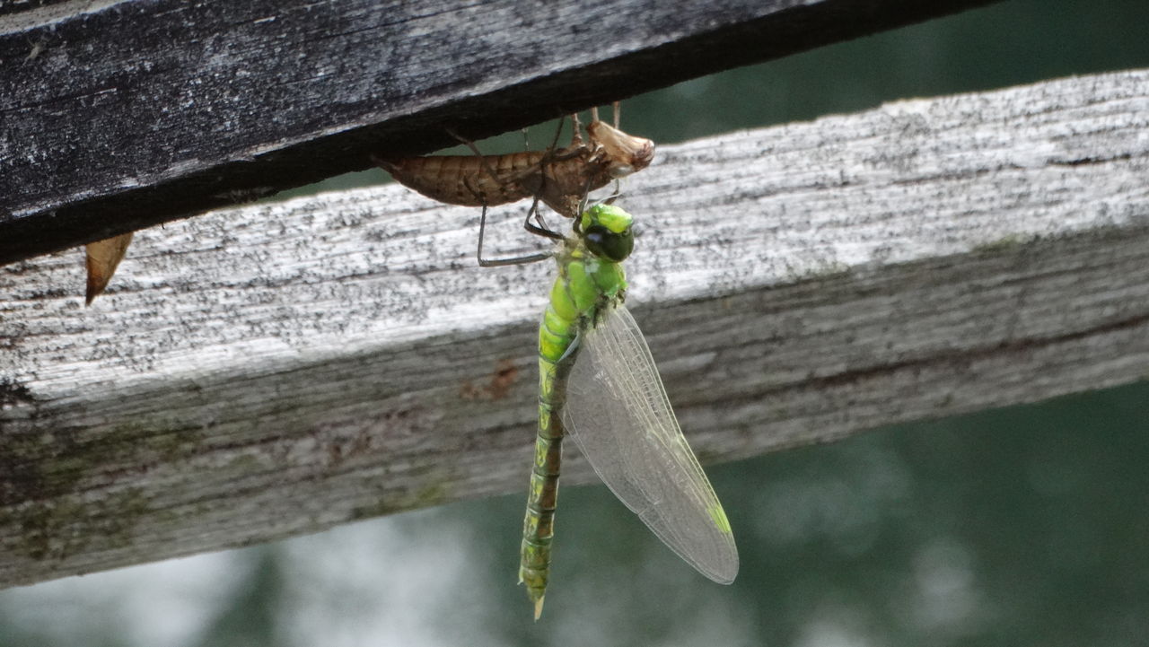 クロスジギンヤンマ羽化２０１６ 土佐料理 旬の鰹がゆく
