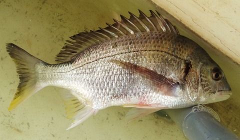 淡水アジ 土佐料理 旬の鰹がゆく