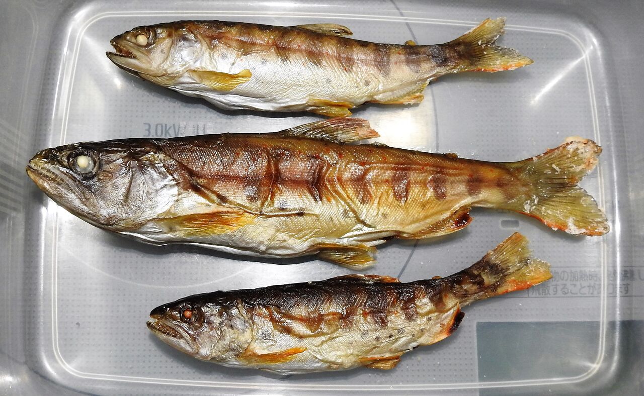 土鍋で雨魚（アマゴ）ご飯 : 土佐料理 旬の鰹がゆく！