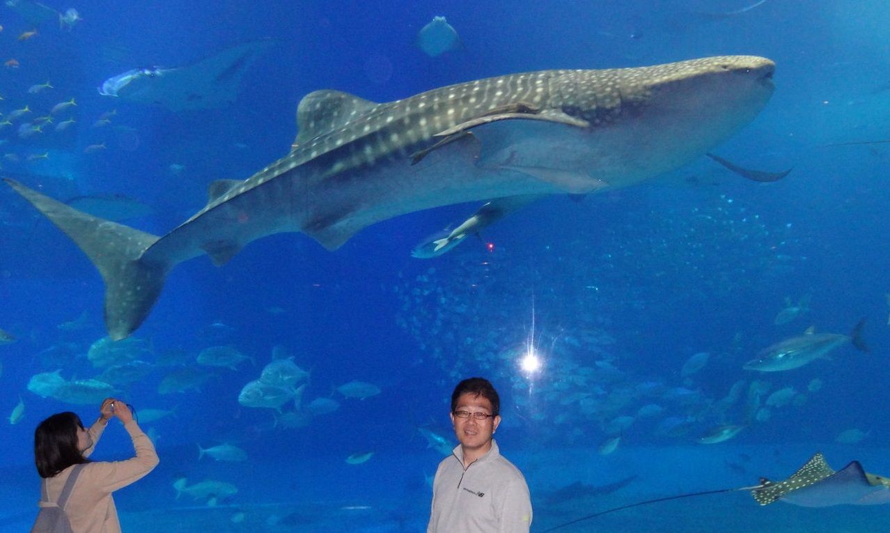 沖縄本島の蝶 土佐料理 旬の鰹がゆく 沖縄本島の蝶 土佐料理 旬の鰹がゆく