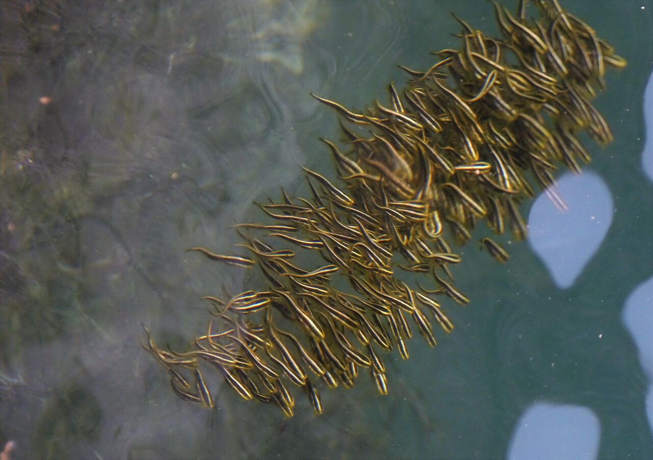 ゴンズイ玉の質量変化 土佐料理 旬の鰹がゆく ゴンズイ玉の質量変化 土佐料理 旬の鰹がゆく