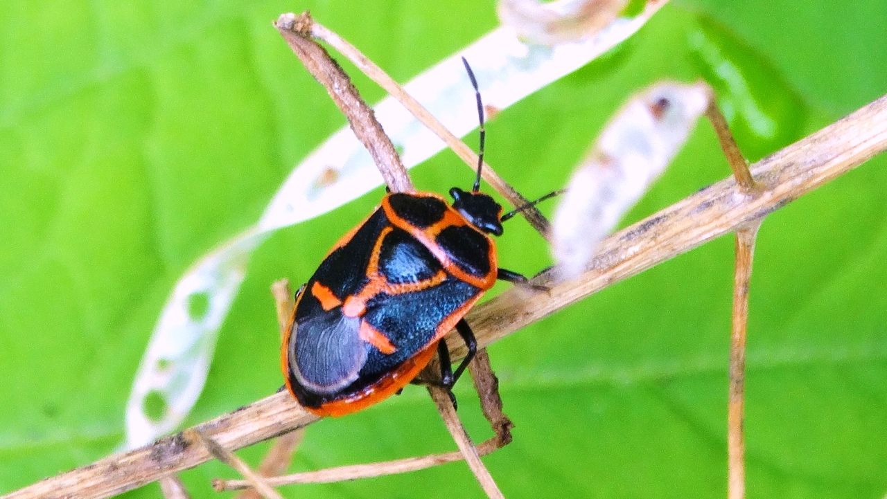 ナガメ 土佐料理 旬の鰹がゆく ナガメ 土佐料理 旬の鰹がゆく