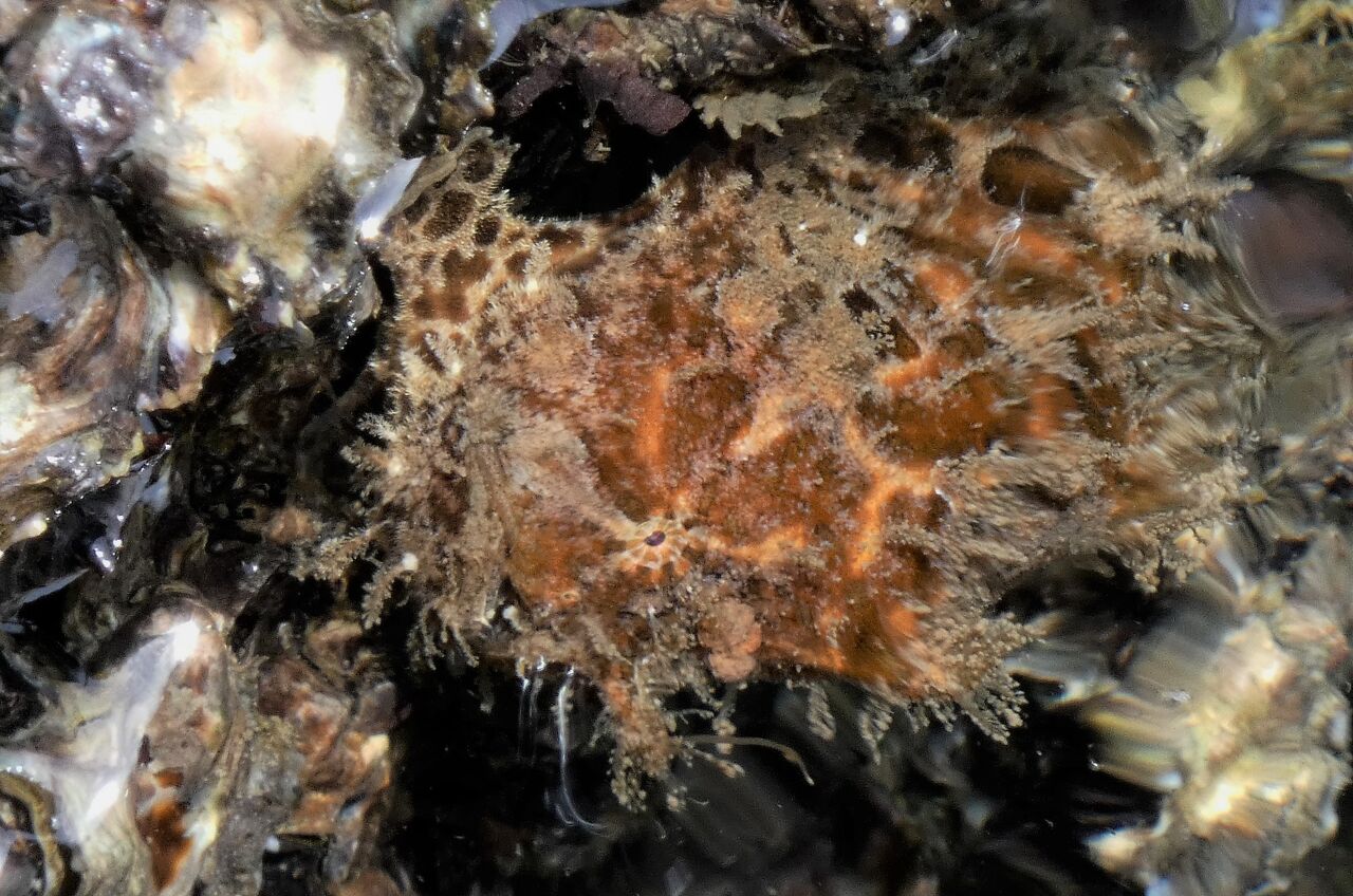 まるで荒神様 蛙鮟鱇 カエルアンコウ 土佐料理 旬の鰹がゆく