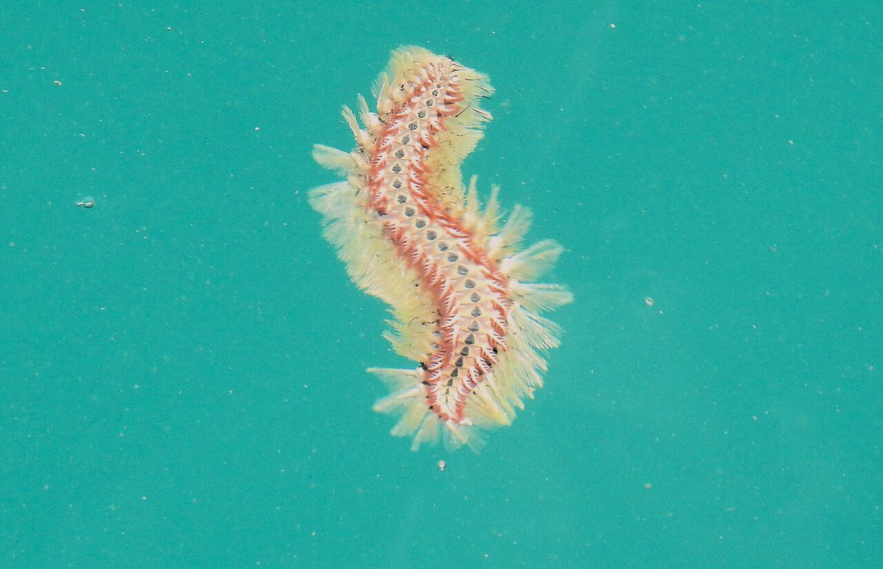 泳げ海毛虫くん（ウミケムシ）そのこころは・・・ : 土佐料理 旬の鰹が