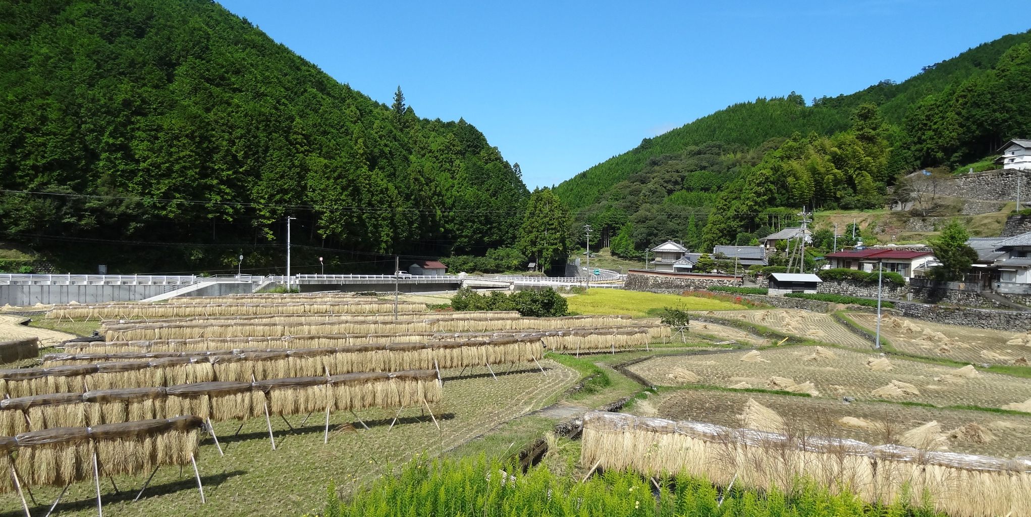 稲架掛け はさかけ 土佐料理 旬の鰹がゆく