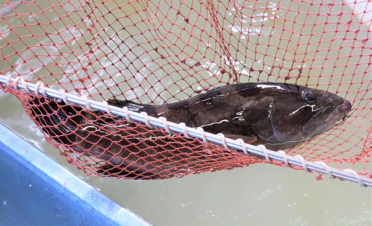 活締め天然クエの値打ち 土佐料理 旬の鰹がゆく